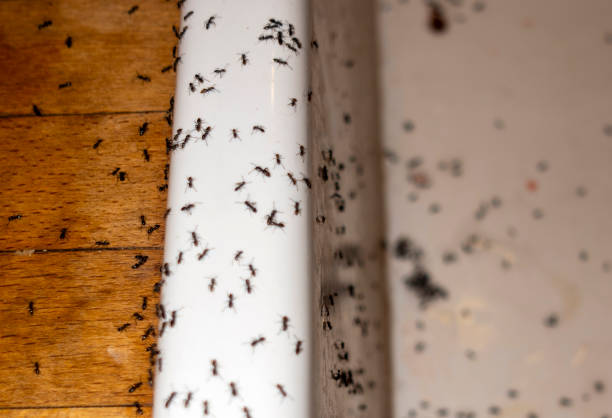 Wildlife Control Services in County Center, VA