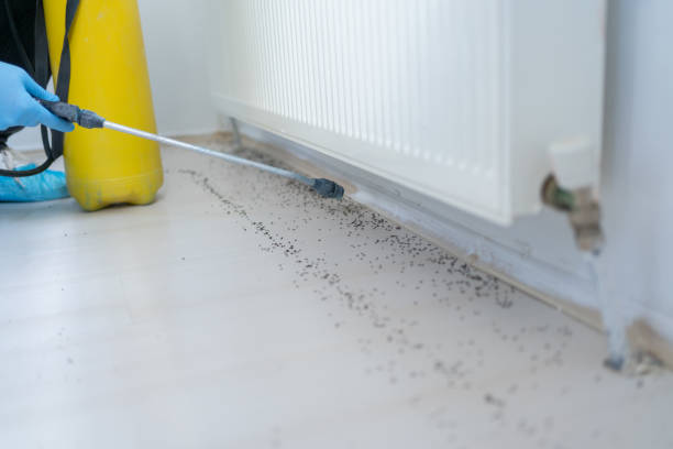 Best Exterminator Services  in County Center, VA